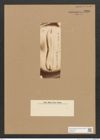 Diatomeae indet. Zeichnungen Sammlung Grunow Nr. 3280 (NHMW-BOT-W0370761)